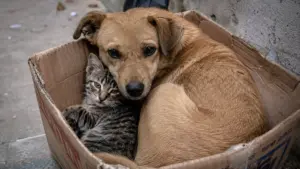 Atenção! STF obriga prefeituras a proteger cães e gatos abandonados
