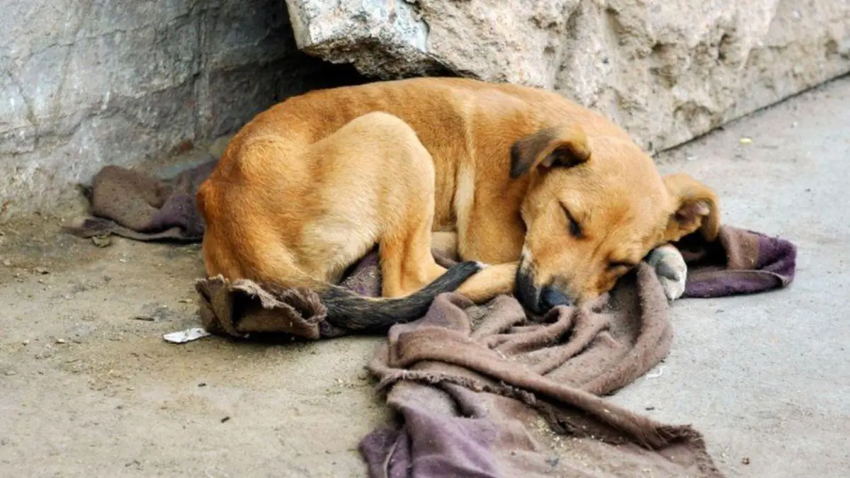 Atenção! STF obriga prefeituras a proteger cães e gatos abandonados Controlar a população de cães e gatos reduz riscos sanitários, evita acidentes, diminui o sofrimento nas ruas e alivia a sobrecarga enfrentada por voluntários.