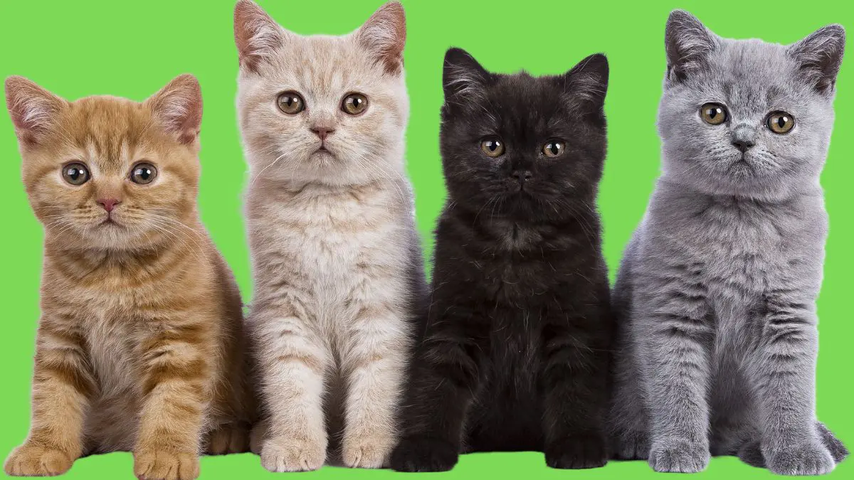 A cor pode indicar uma predisposição genética, mas nunca deveria substituir uma avaliação individual do animal.