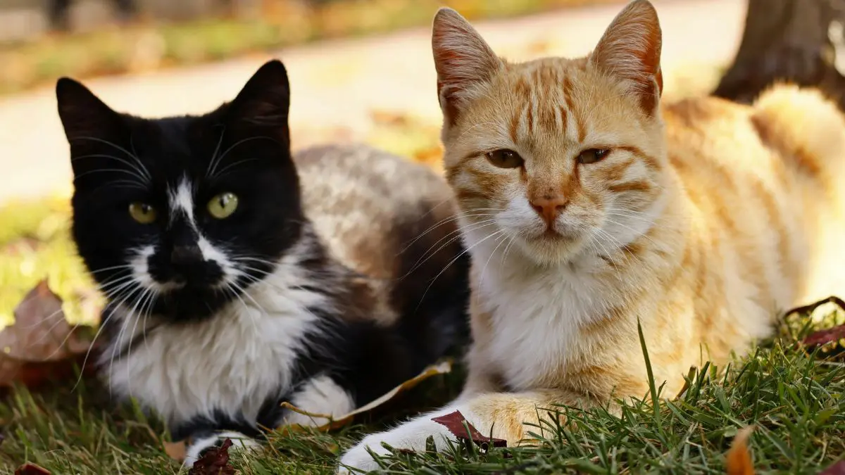 Olhar para a pelagem pode revelar bastante sobre a genética de um gato, mas muito pouco sobre quem aquele indivíduo será.