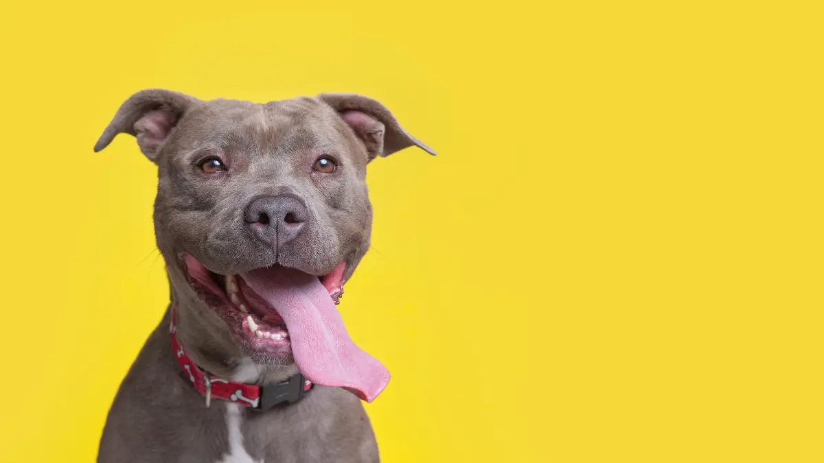 Cães da raça pitbull podem ser proibidos no Brasil. Qual sua opinião? A raça pode indicar características físicas e algumas tendências, mas não determina sozinha o comportamento de cada animal.