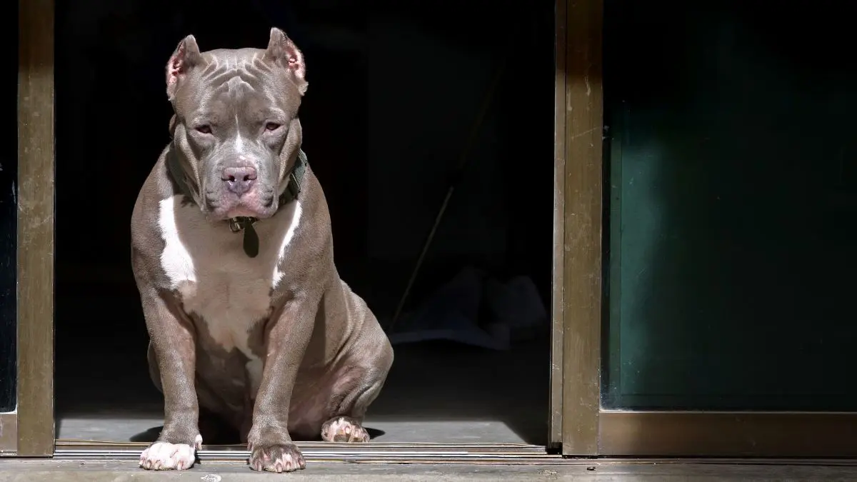 Cães da raça pitbull podem ser proibidos no Brasil. Qual sua opinião? A aprovação de uma norma nacional criaria regras mais uniformes, mas os estados e municípios ainda seriam responsáveis por grande parte da execução prática.