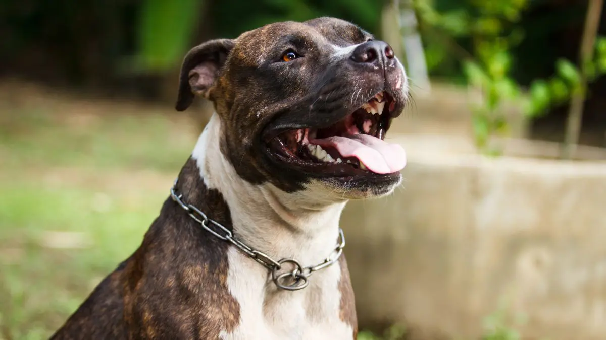 Cães da raça pitbull podem ser proibidos no Brasil. Qual sua opinião? O projeto está avançado na tramitação, mas a proibição dos cães da raça pitbull ainda não é uma lei federal em vigor.