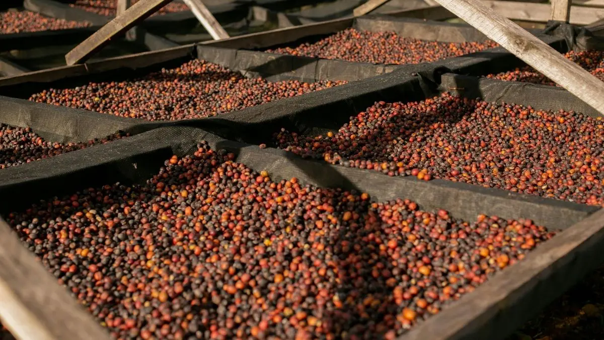 Prepare-se! Café deve ficar mais caro devido ao "Super El Niño" No mercado do café, a notícia de uma florada ameaçada pode mexer com os preços muito antes de o primeiro grão da nova safra ser colhido.