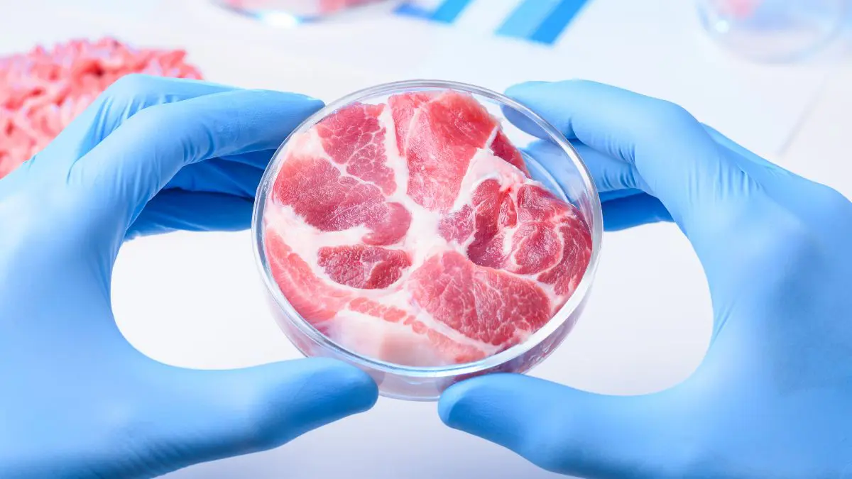 Carne de laboratório pode ser considerada vegana? O que diz a ciência?
