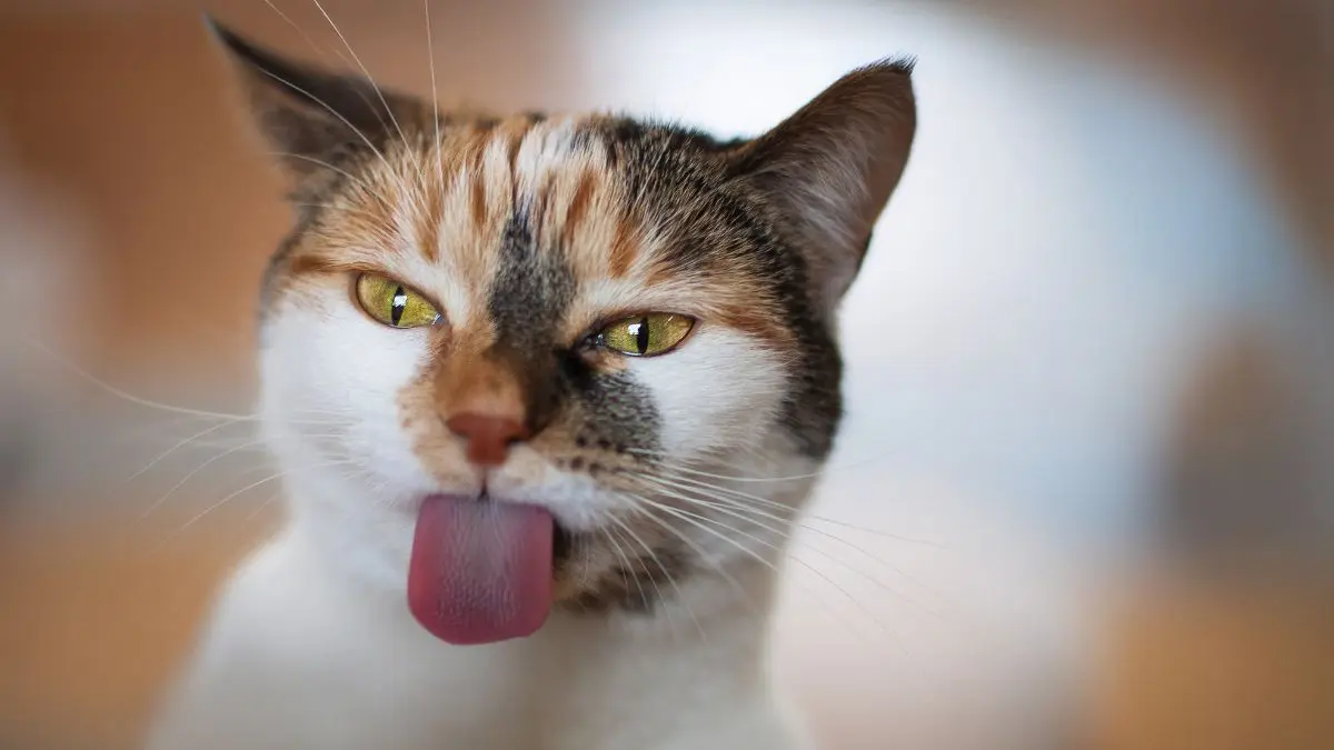O dia 8 de agosto se destaca justamente por sua proposta internacional e por possuir atualmente a International Cat Care como organização responsável pela iniciativa.