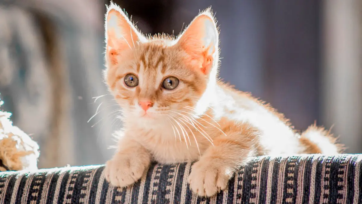 O gato tem tantas datas comemorativas pelo mundo que até descobrir qual é o verdadeiro “Dia do Gato” virou uma curiosidade por si só.