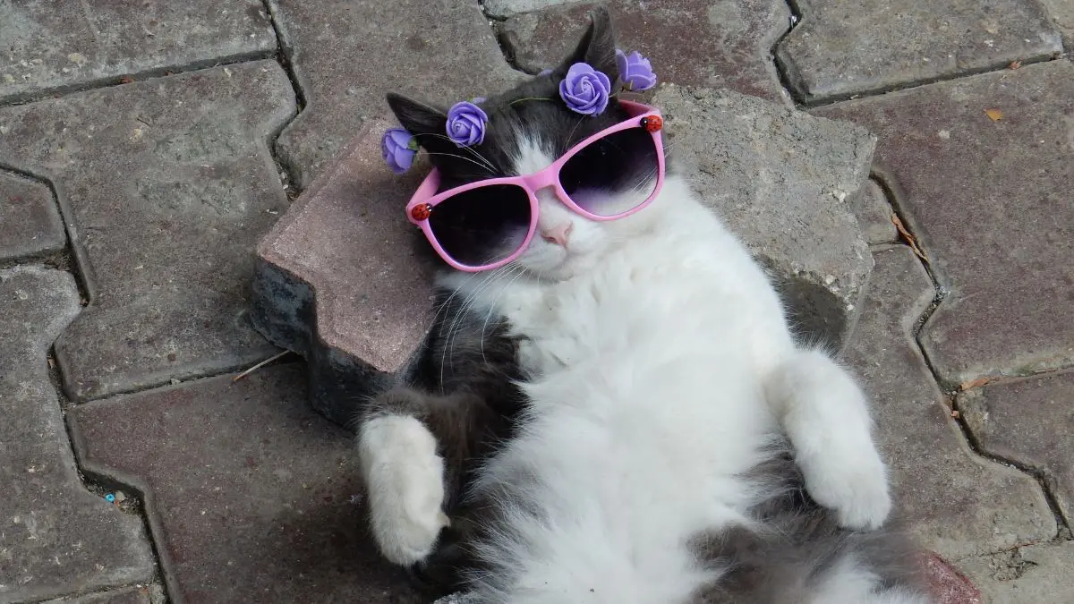 O dia 17 de fevereiro, bastante divulgado como Dia Mundial ou Dia do Gato em vários lugares, nasceu na Itália em 1990
