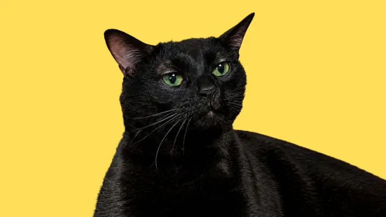Por que o Dia Internacional do Gato é comemorado em 08 de agosto?