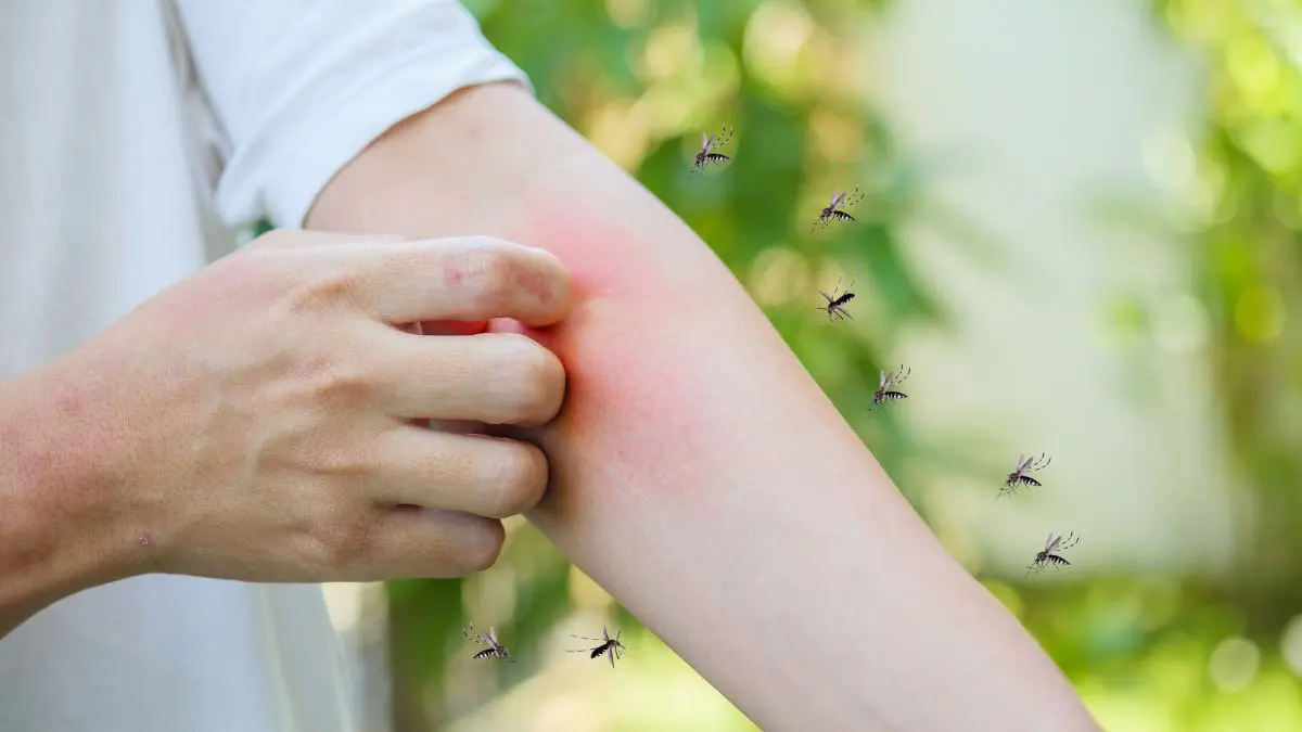 Não existe atualmente uma vacina recomendada para seres humanos contra o vírus do Nilo Ocidental no Brasil, nem medicamento antiviral específico capaz de eliminar o vírus.