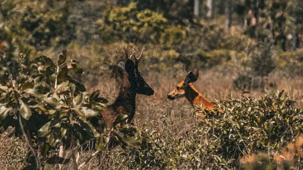 Se a pelagem escura parece trazer possíveis desvantagens, por que o melanismo está aparecendo nesses animais e como eles conseguem prosperar nesses ambientes?
