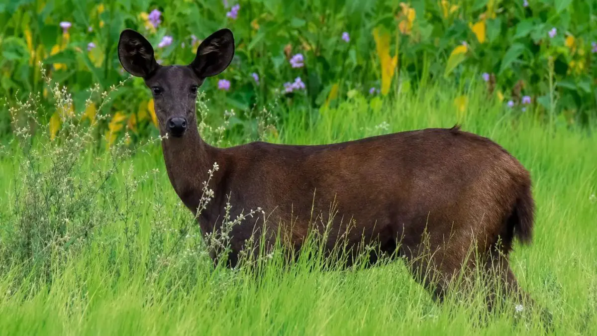 Por muito tempo, o veado preto pertenceu às histórias do Pantanal. Agora, registros científicos mostram que animais com essa aparência realmente existem.