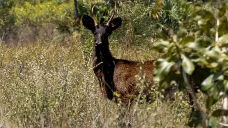 Não é lenda! Cientistas flagram raríssimo veado preto no Pantanal