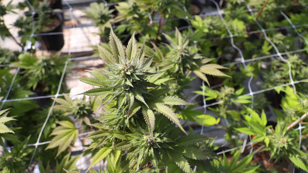 Existe, portanto, uma diferença importante entre uma autorização individual para tratamento e uma autorização geral para cultivo de cannabis.