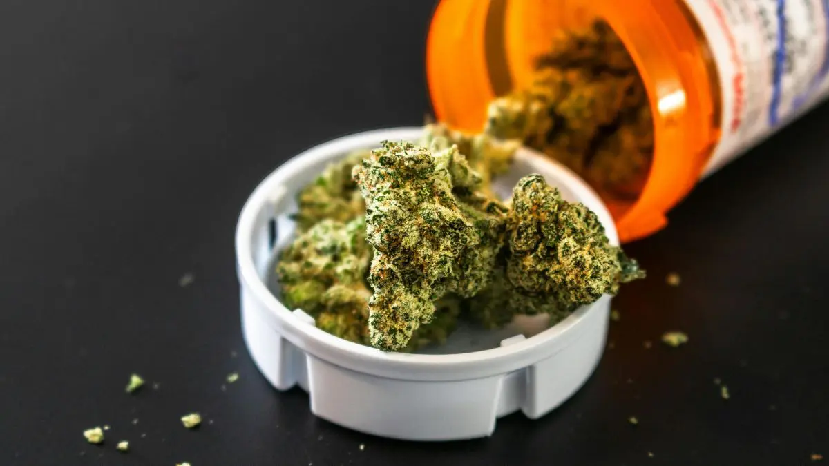 Segundo o material apresentado à Justiça, seriam necessárias 78 plantas destinadas à produção de óleo de cannabis e outras 96 para a obtenção de flores.