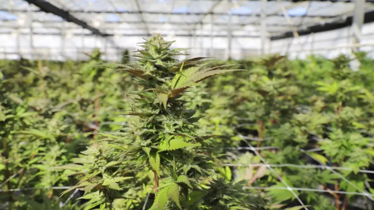 Homem poderá cultivar 174 pés de maconha para tratar ansiedade e TDAH