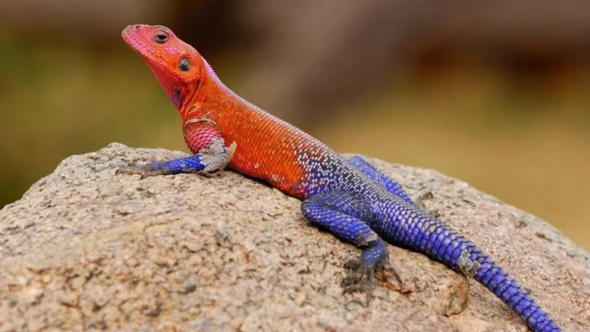 Conheça o lagarto africano que parece usar o uniforme do Homem-Aranha A natureza não copiou o uniforme de um super-herói. As cores do lagarto surgiram muito antes dos quadrinhos e cumprem funções importantes para sua sobrevivência.