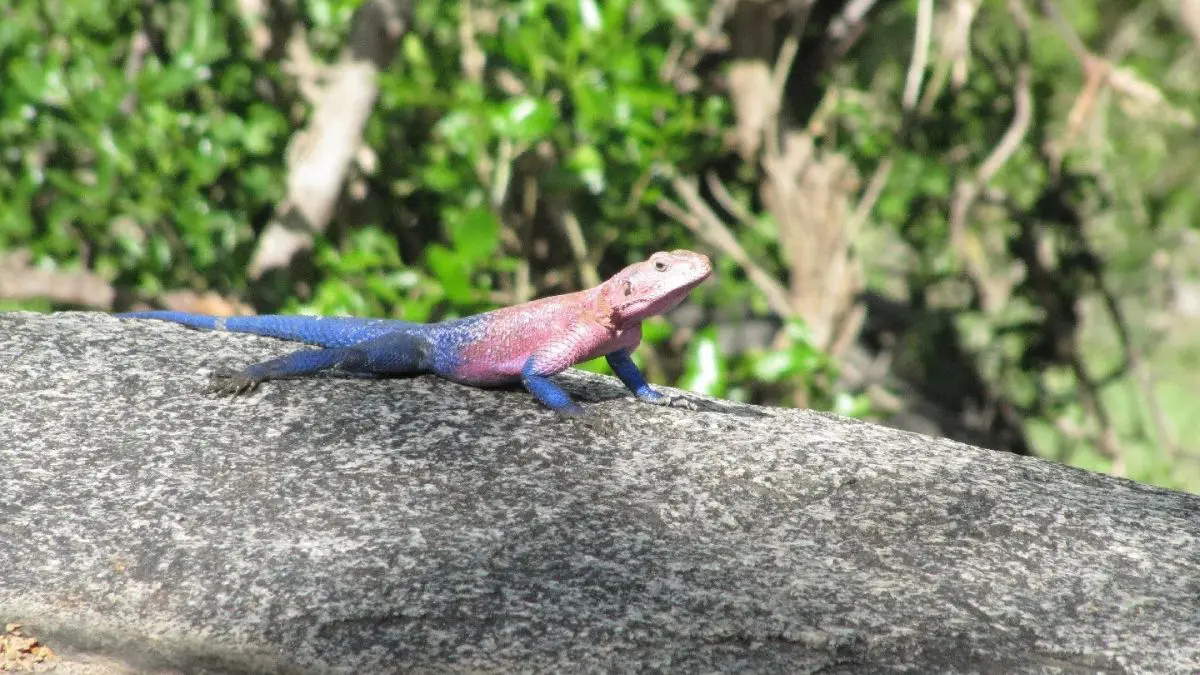 Conheça o lagarto africano que parece usar o uniforme do Homem-Aranha As pedras funcionam ao mesmo tempo como aquecedor, esconderijo, território, área de caça e ponto de observação para o agama.