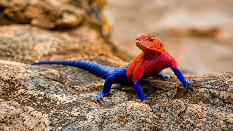 Conheça o lagarto africano que parece usar o uniforme do Homem-Aranha