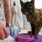 Conheça Millie, gata de 31 anos que vive de camarão, salmão e água mineral