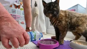 Conheça Millie, gata de 31 anos que vive de camarão, salmão e água mineral