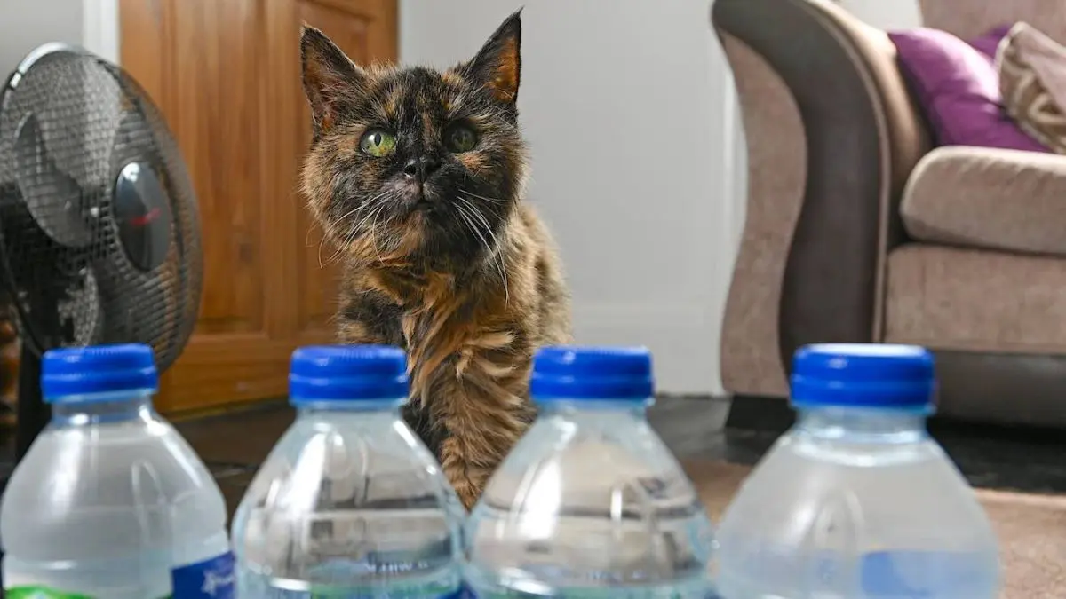 Millie pode ter alcan&ccedil;ado uma idade extraordin&aacute;ria, mas sua alimenta&ccedil;&atilde;o e seus h&aacute;bitos n&atilde;o representam uma f&oacute;rmula cient&iacute;fica de longevidade.