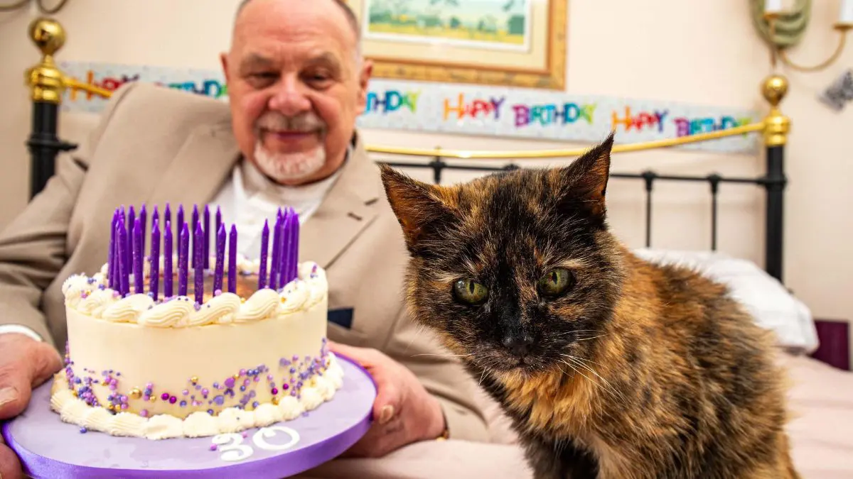 Millie n&atilde;o precisa superar Creme Puff para se tornar uma exce&ccedil;&atilde;o: chegar aos 31 anos j&aacute; representa uma longevidade rar&iacute;ssima entre gatos dom&eacute;sticos