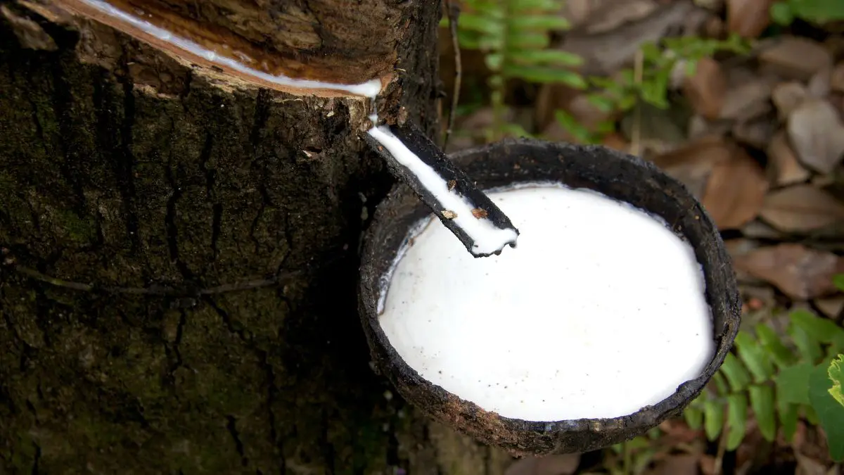 Já imaginou por que os pneus são pretos se a borracha natural é branca? A extração do látex da seringueira (Hevea brasiliensis) é feita por meio de um processo chamado sangria