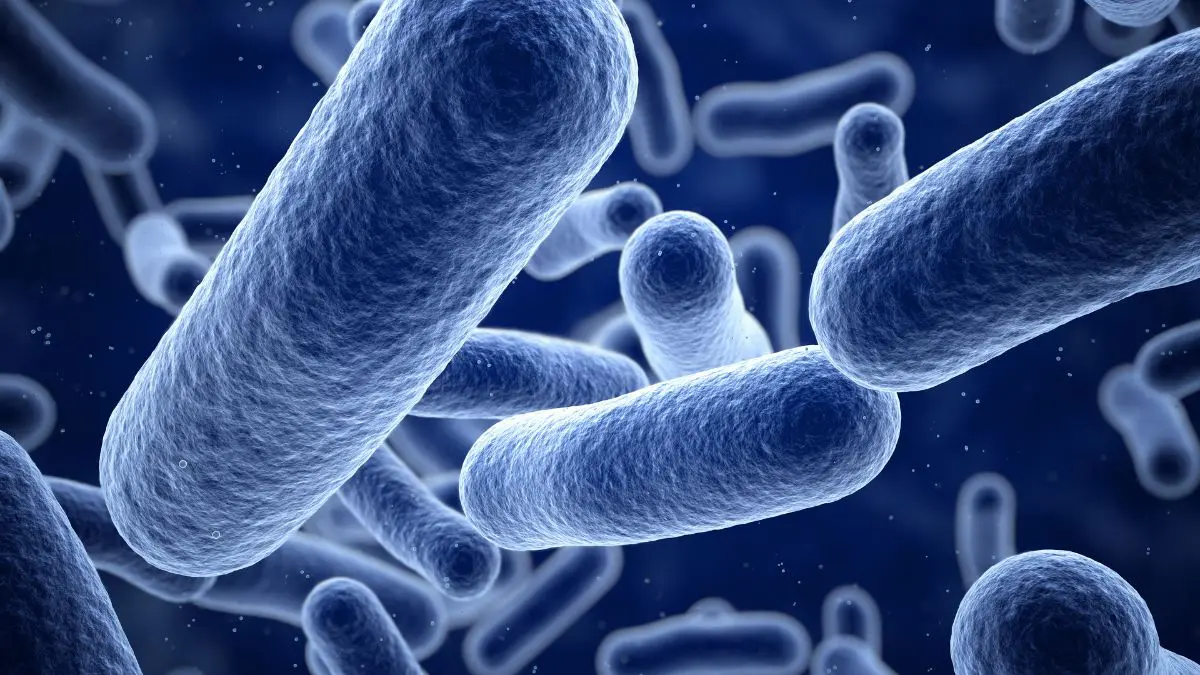 O celular pode funcionar como uma espécie de ponte: nossas mãos contaminam a tela e a tela pode voltar a contaminar nossas mãos.