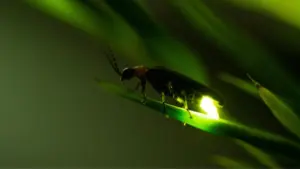 Somos a última geração a ver vaga-lumes? Por que eles estão sumindo?