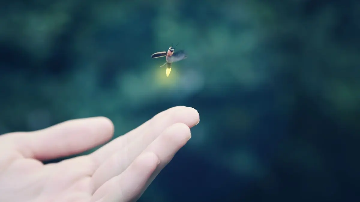 Somos a última geração a ver vaga-lumes? Por que eles estão sumindo? Quando os vagalumes desaparecem de uma paisagem, não perdemos apenas pequenas luzes no escuro. Podemos estar observando o efeito de mudanças muito maiores acontecendo naquele ambiente.