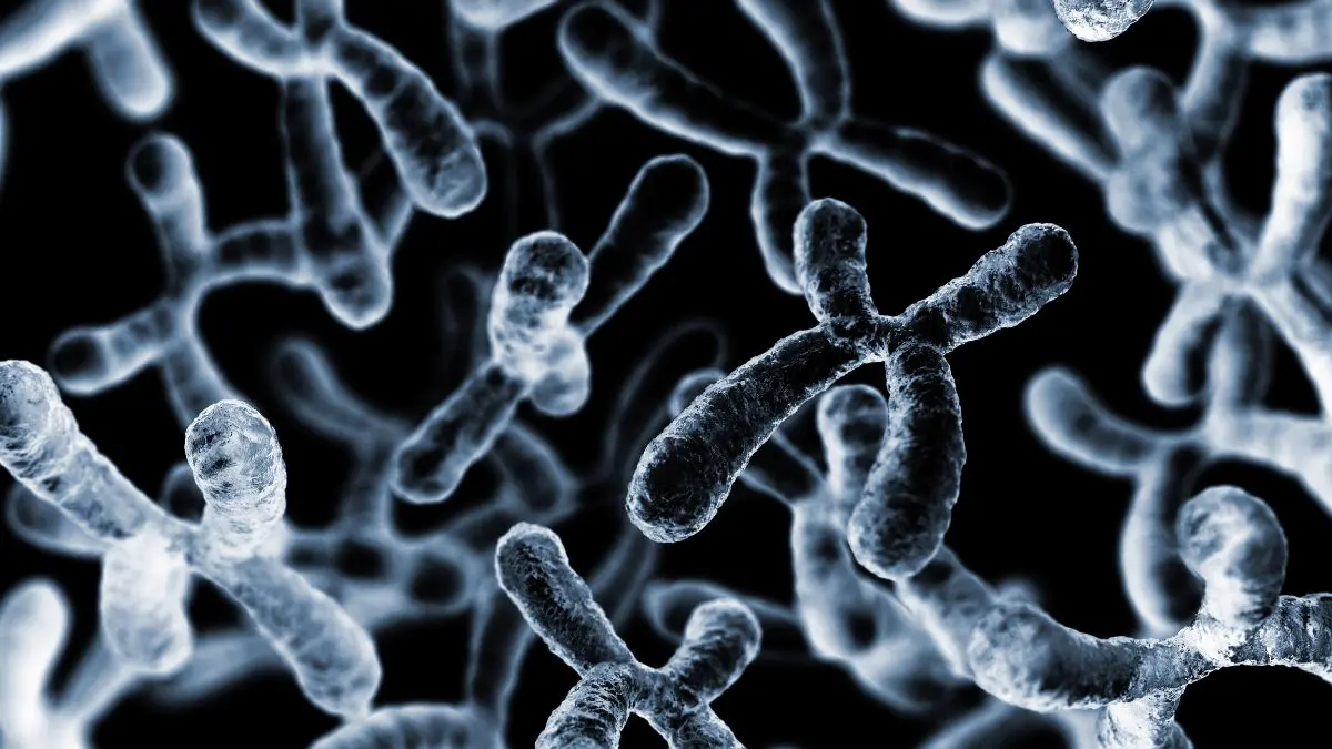 Cientistas conseguiram remover cromossomo ligado à síndrome de Down Retirar o cromossomo extra de algumas células em laboratório é um feito científico, mas está muito distante de alterar um organismo inteiro.