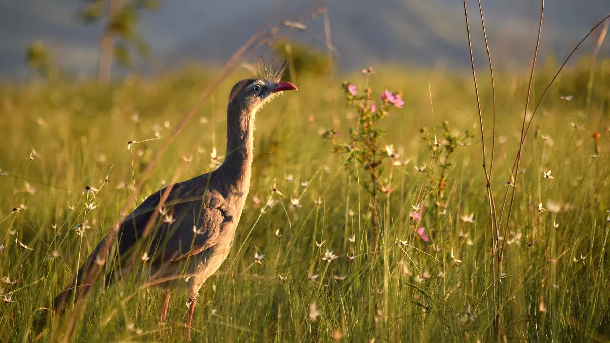 No Cerrado, aquilo que enxergamos acima da superf&iacute;cie representa apenas uma parte da planta. Uma parcela decisiva de sua for&ccedil;a permanece escondida no solo.