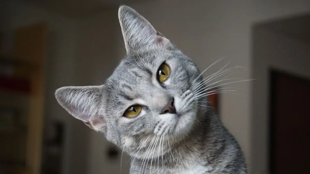 Para participar, n&atilde;o basta ter um gato fotog&ecirc;nico: &eacute; preciso seguir corretamente todas as etapas do regulamento.