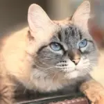 Concurso para eleger o gato mais bonito do Brasil já tem inscrições abertas