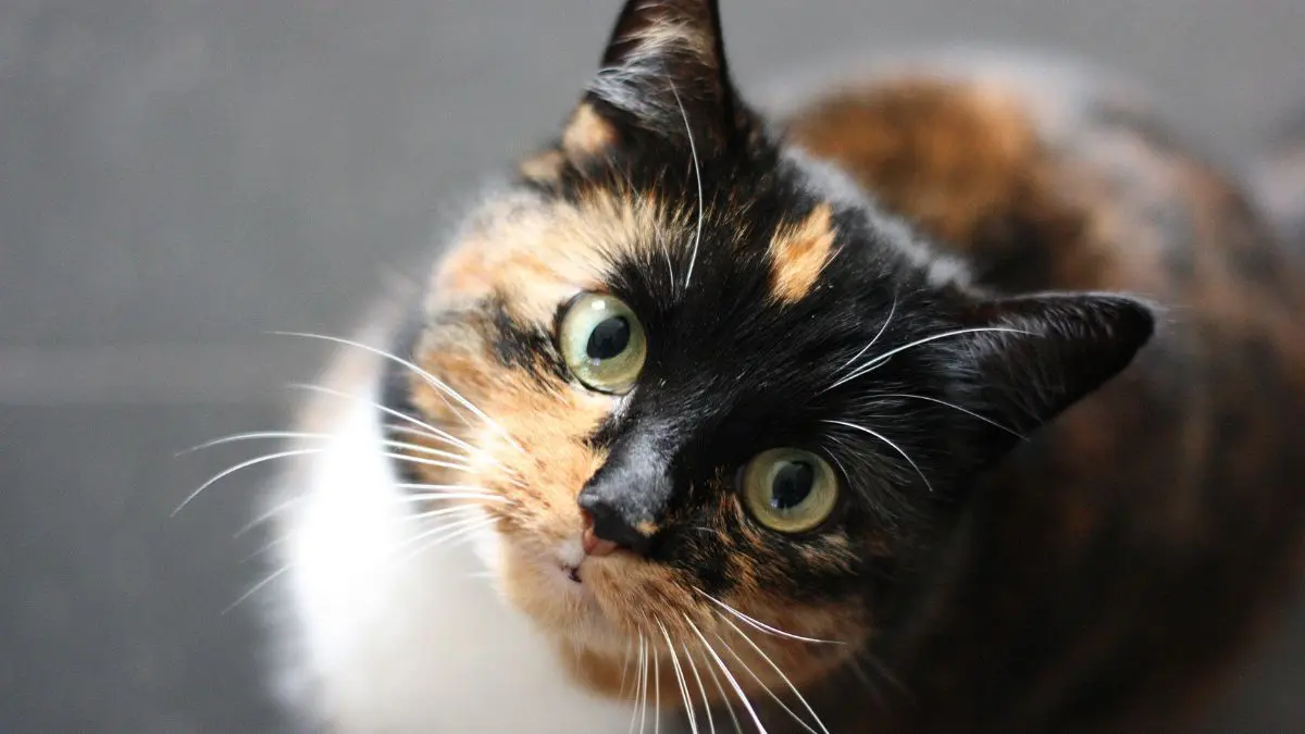 A competi&ccedil;&atilde;o &eacute; gratuita, acontece pelo Instagram e aceita participantes de todo o pa&iacute;s, desde que sejam gatos sem ra&ccedil;a definida