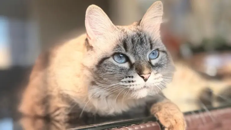 Concurso para eleger o gato mais bonito do Brasil já tem inscrições abertas