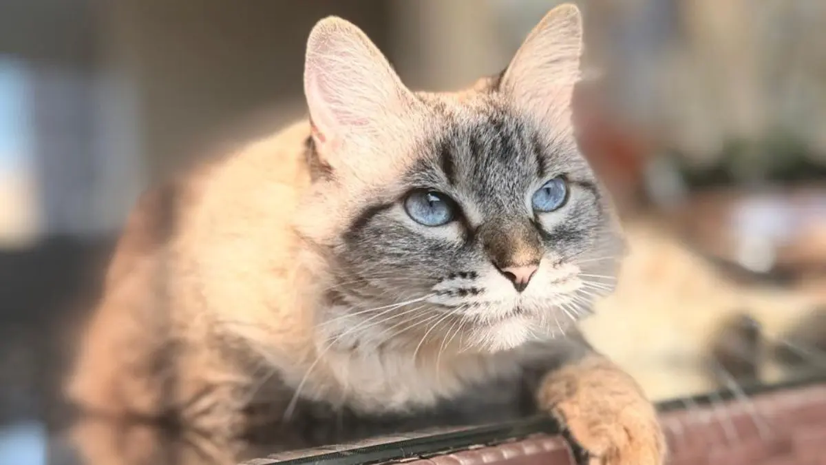 Concurso para eleger o gato mais bonito do Brasil já tem inscrições abertas