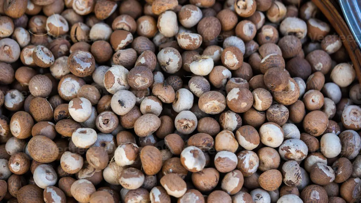 A noz de betel cont&eacute;m arecolina, um alcaloide capaz de produzir maior estado de alerta, sensa&ccedil;&atilde;o de bem-estar e leve euforia