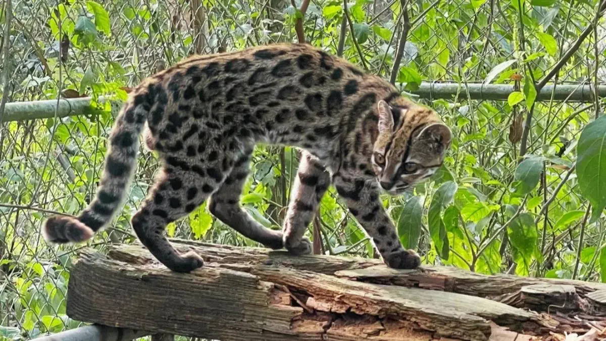 Brasileiro ajuda a identificar nova esp&eacute;cie de gato. | Paola Nogales-Ascarrunz via PUCRS