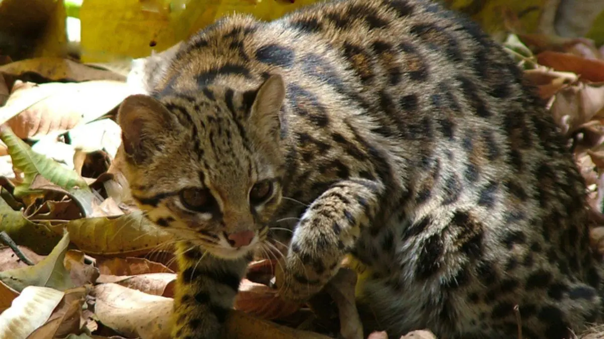 O &uacute;nico indiv&iacute;duo protegido da esp&eacute;cie reside no Senda Verde Wildlife Sanctuary, santu&aacute;rio na regi&atilde;o de Yungas, na Bol&iacute;via