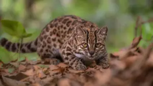 Nova espécie de gato é identificada na Bolívia após mais de um século