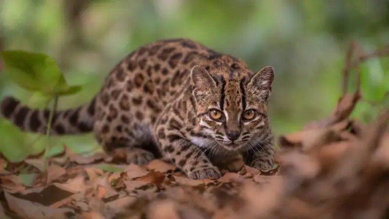 Nova espécie de gato é identificada na Bolívia após mais de um século