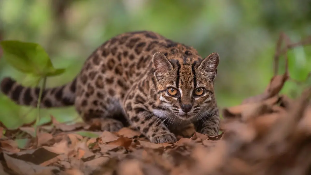 Nova espécie de gato é identificada na Bolívia após mais de um século