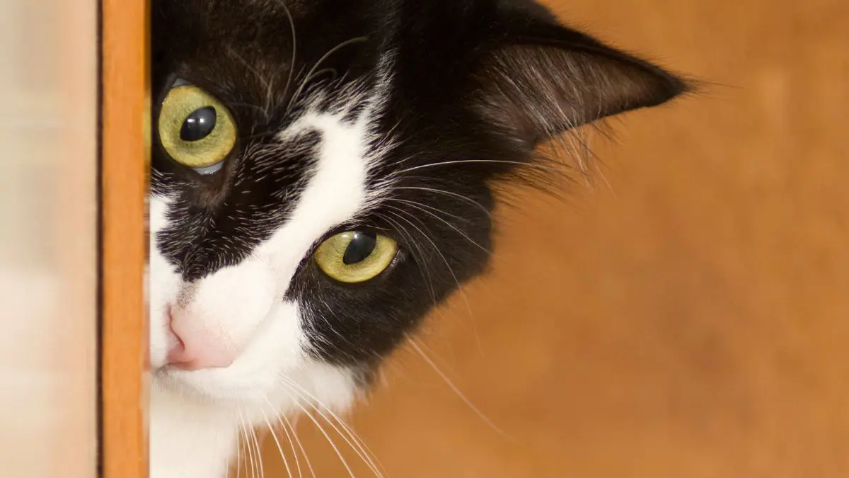 Gatos constroem uma rela&ccedil;&atilde;o cuidadosa com o ambiente onde vivem. Eles reconhecem caminhos, cheiros, esconderijos, pontos elevados, locais de alimenta&ccedil;&atilde;o e espa&ccedil;os
