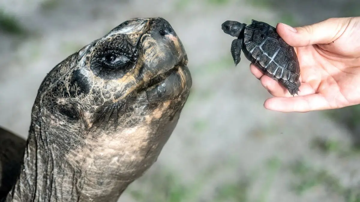 A tartaruga-de-gal&aacute;pagos pertence a um grupo de r&eacute;pteis que se tornou s&iacute;mbolo do arquip&eacute;lago equatoriano e da pr&oacute;pria hist&oacute;ria da ci&ecirc;ncia