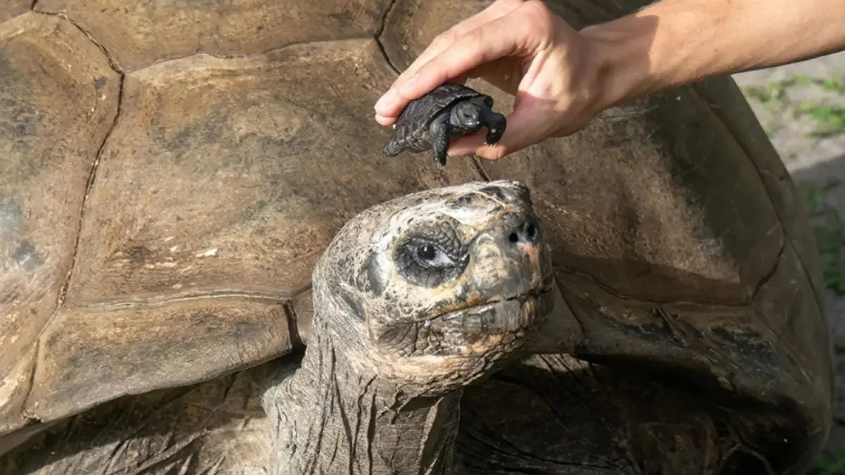 Tartaruga-de-Galápagos se torna pai pela primeira vez aos 134 anos