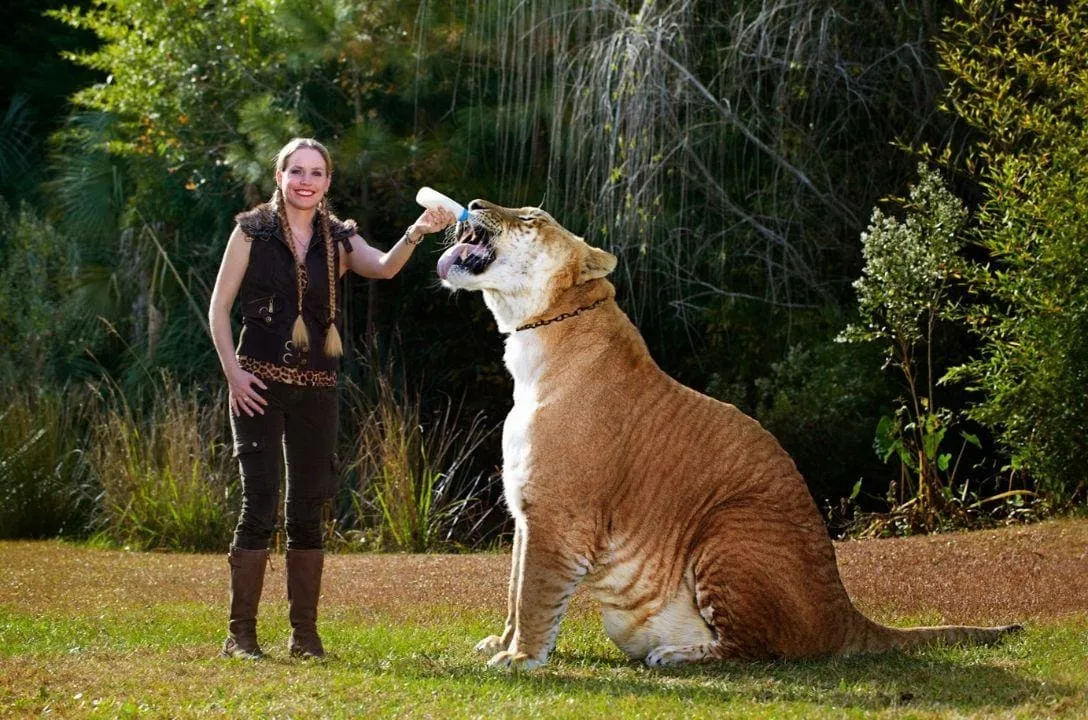 10 animais anormalmente grandes que realmente existem 12233