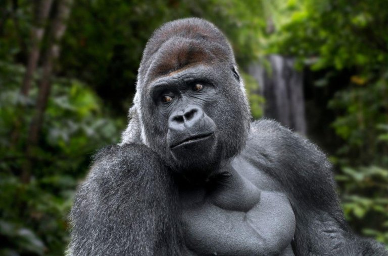 10 fatos insanos sobre gorilas silverback que vão explodir sua mente