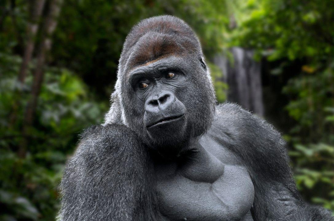 10 fatos insanos sobre gorilas silverback que vão explodir sua mente